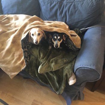 Mucho Poocho - A picture of Charlie and Cooper that Hope sent. - Dog Walkers Near Me Mucho Poocho - A picture of Charlie and Cooper that Hope sent. - Dog Walkers Near Me