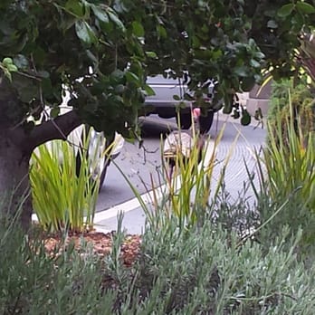 Carmel Valley Ranch - Wild turkey, just roaming around. - Hotels Near Me - Carmel, California