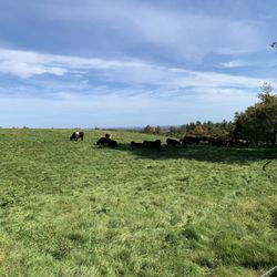 Paradise Farm
