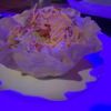 Ixtapa Mexican Grill & Cantina gift card