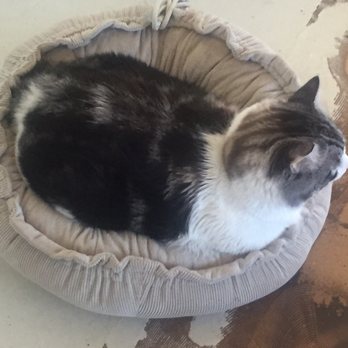 PetSmart - I had to go buy a second bed for my little ones last night. - Pet Training Near Me - Eugene, Oregon