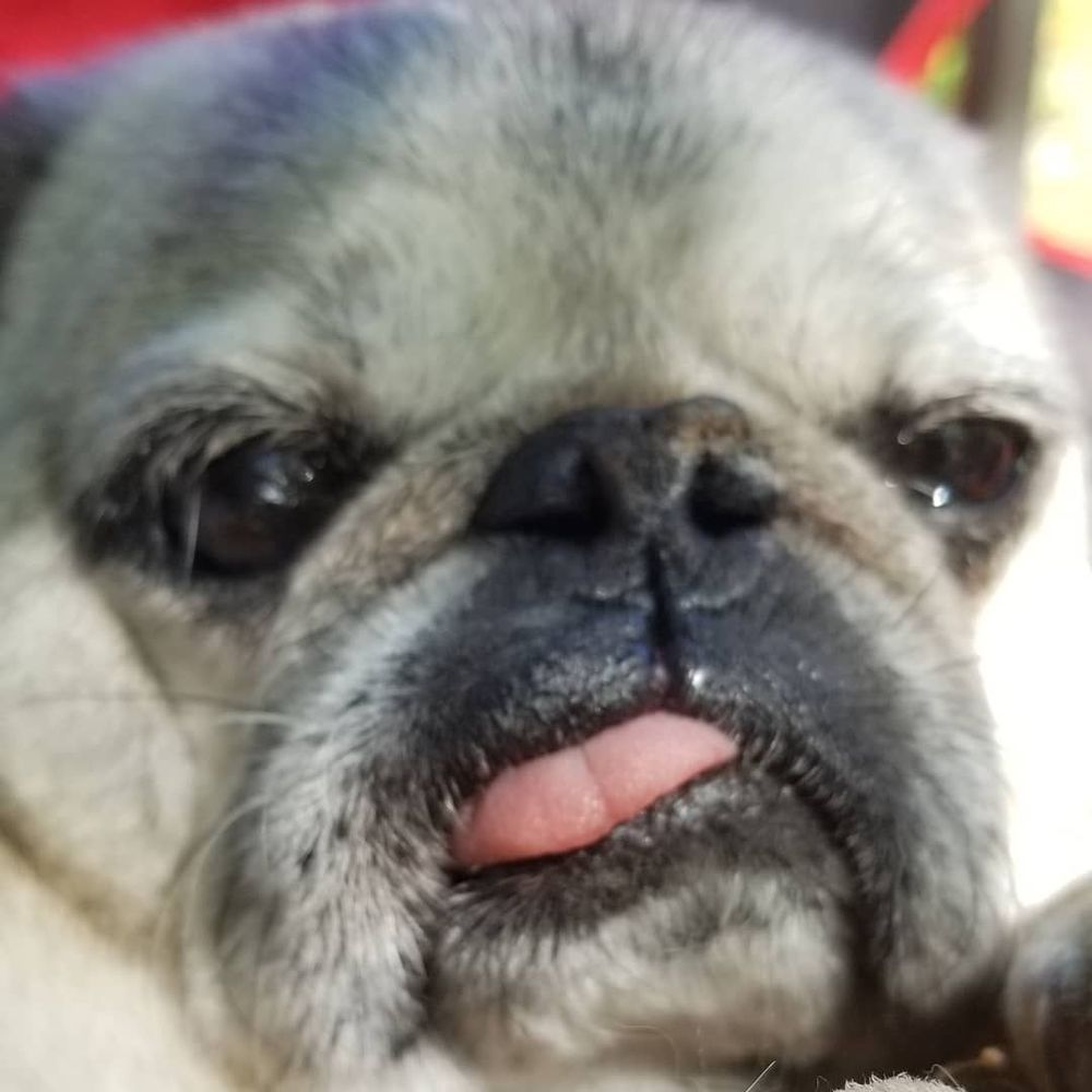 THE GROOMING GEEK Updated August 2024 Lewisburg, Pennsylvania Pet