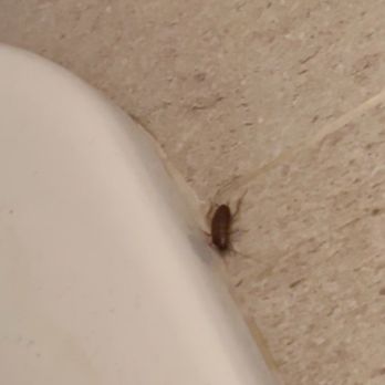 Belvedere Hotel - Roach in bathroom @ 2am - Hotels Near Me - New York, New York Belvedere Hotel - Roach in bathroom @ 2am - Hotels Near Me - New York, New York