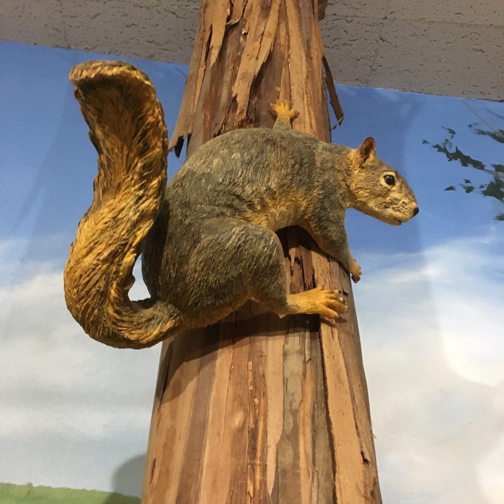 Tilden Regional Park and Environmental Educatn Ctr - Wildcat Creek Watershed - Squirrel - Parks Near Me - Berkeley, California Tilden Regional Park and Environmental Educatn Ctr - Wildcat Creek Watershed - Squirrel - Parks Near Me - Berkeley, California