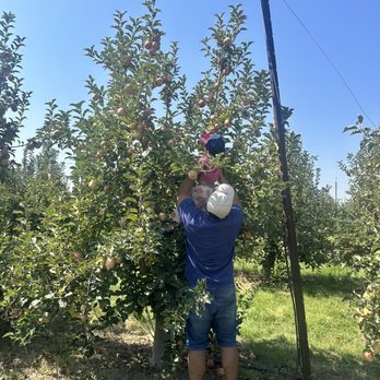 Lucky You Orchards - Ripon - Pick Your Own Farms Near Me - Ripon, California Lucky You Orchards - Ripon - Pick Your Own Farms Near Me - Ripon, California
