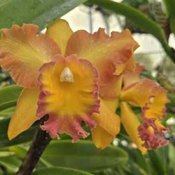 Fantasy Orchids - Orchids - Florists Near Me - Louisville, Colorado