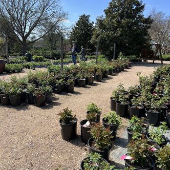 Bloomers Garden Center - Outdoor plants - Nurseries & Gardening Near Me - Elgin, Texas
