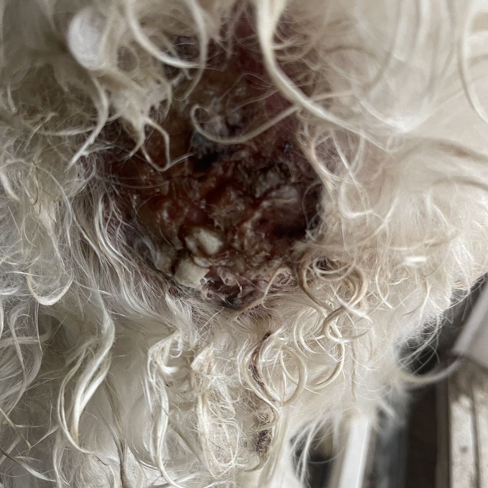 That's So Fetch - Infected cut - Pet Groomers Near Me - Montclair, California That's So Fetch - Infected cut - Pet Groomers Near Me - Montclair, California