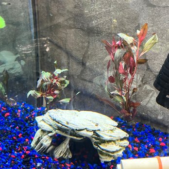 RMS Aquaculture - More of the plants from RMS, that are doin so well!!!! - Local Fish Stores Near Me - Cleveland, Ohio