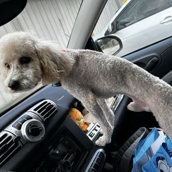 Professional Grooming by Jackie - Pet Groomers Near Me - Texarkana, Arkansas