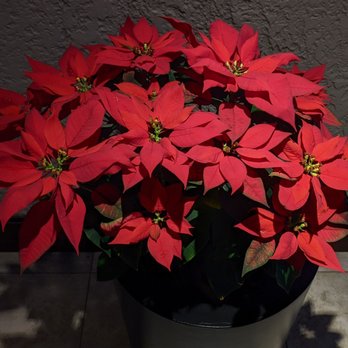 Hale Koa Hotel - beautiful poinsettia arrangements - Hotels Near Me - Honolulu, Hawaii Hale Koa Hotel - beautiful poinsettia arrangements - Hotels Near Me - Honolulu, Hawaii