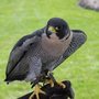 Photo of Northern Illinois Raptor Center