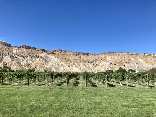 Carboy Winery at Mt. Garfield Estate by null