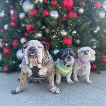 Protein for Pets - Tyson, Bruno and Bella - Pet Stores Near Me - Rancho Cucamonga, California Protein for Pets - Tyson, Bruno and Bella - Pet Stores Near Me - Rancho Cucamonga, California