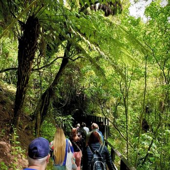 Waitomo Glowworm Caves - The walk to and from the caves is magical too - so many towering ferns and awesome jungle! - Rafting/Kayaking Near Me - Waitomo, WKO