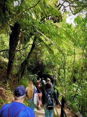 Waitomo Glowworm Caves by null