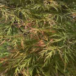 Lilydale Garden Center - Ice dragon Japanese maple