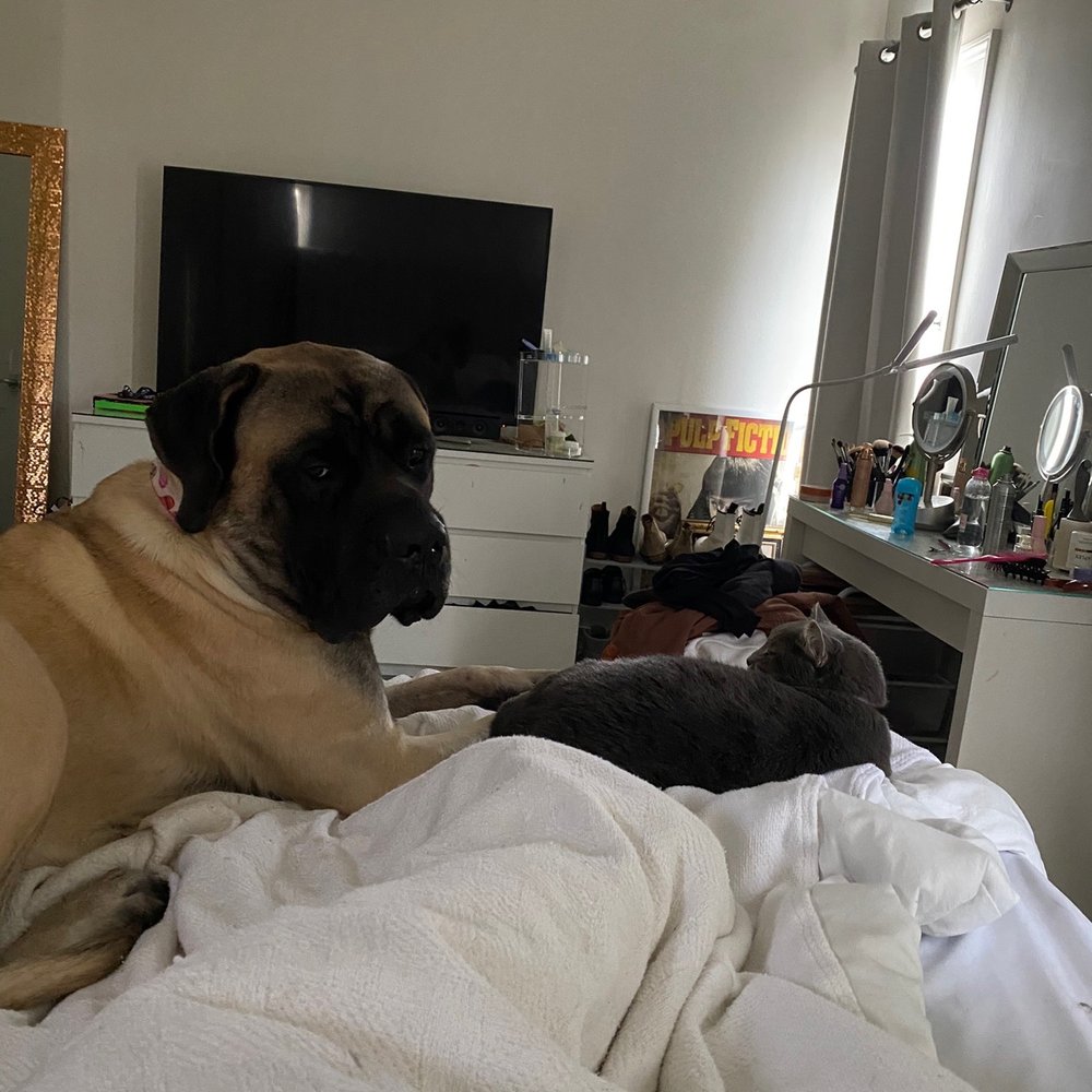 Pacific Pet Care - Clarence and Mimi - Dog Walkers Near Me