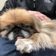 Photo of Marina Village Veterinary - Alameda, CA, United States. Super peaceful after receiving acupuncture