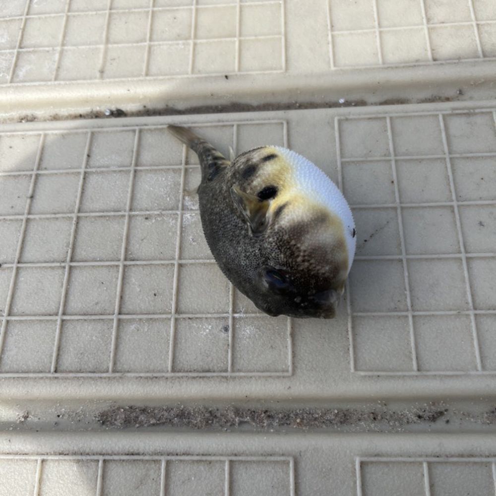 Pufferfish Pufferfish