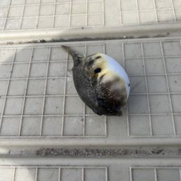 Pufferfish Pufferfish