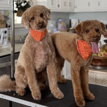 Liv & Lather - Pet Groomers Near Me - Lexington, South Carolina Liv & Lather - Pet Groomers Near Me - Lexington, South Carolina