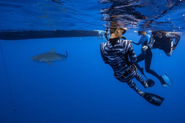 One Ocean Diving by null