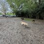 Photo of Hampton Park Dog Run