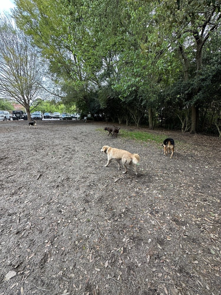 Social spots from Hampton Park Dog Run