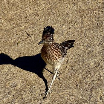 Desert Willow Golf Resort - Road runner - Golf Near Me - Palm Desert, California