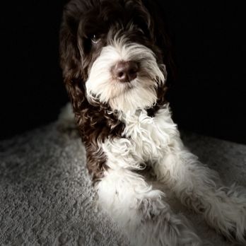 Blue Star Labradoodles - Sire: Mic Dundee - Pet Breeders Near Me Blue Star Labradoodles - Sire: Mic Dundee - Pet Breeders Near Me