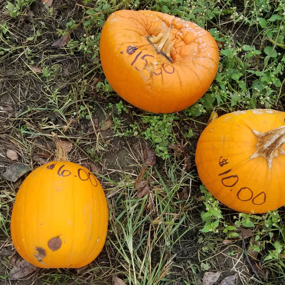 Escobar's Highland Farm - Even their price display pumpkins were rotten. - Hiking Near Me - Portsmouth, Rhode Island Escobar's Highland Farm - Even their price display pumpkins were rotten. - Hiking Near Me - Portsmouth, Rhode Island