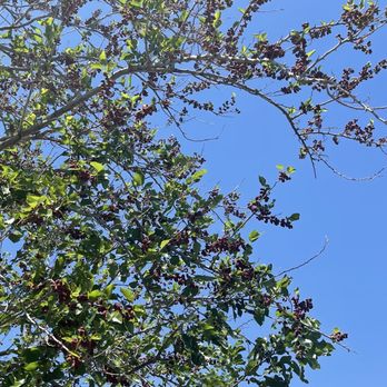 Sibley Nature Center - Blackberries - Parks Near Me - Midland, Texas