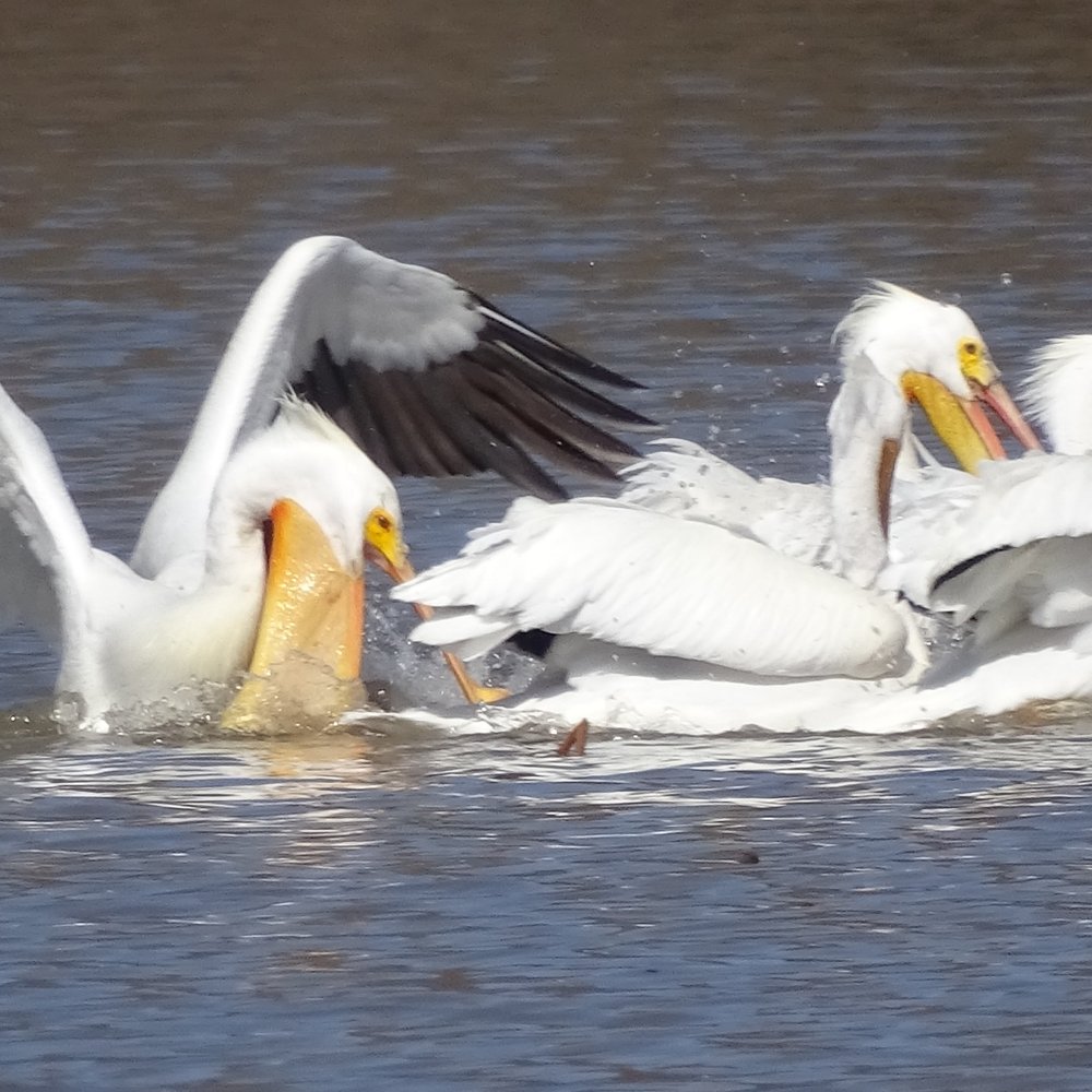 Cowan Lake State Park - Boating Near Me - Wilmington, Ohio