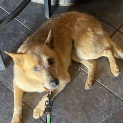 Joe's Saloon - Bring your own bar dog