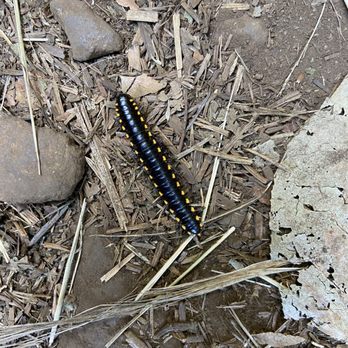 Neahkahnie Mountain - Yellow-spotted Millipede - Hiking Near Me - Nehalem, Oregon Neahkahnie Mountain - Yellow-spotted Millipede - Hiking Near Me - Nehalem, Oregon