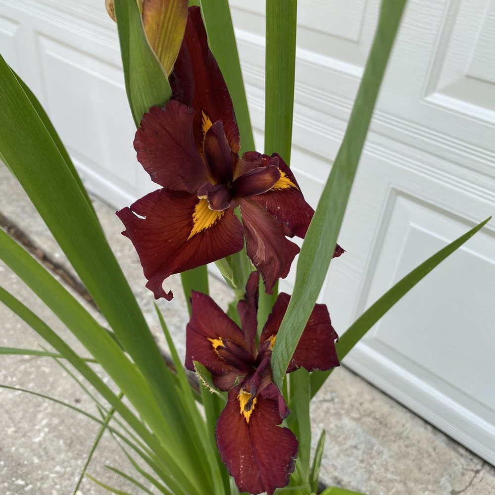 Louisiana iris