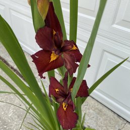 Louisiana iris