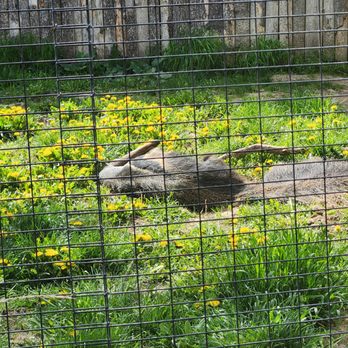 Zoo Boise - Sleeping anteater. - Zoos Near Me - Boise, Idaho