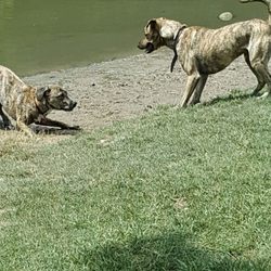 Mill Pond Park