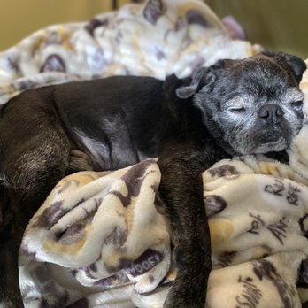 Revive Animal Massage - Sweet Ralph snoozing in a sun beam after his massage - Animal Physical Therapy Near Me
