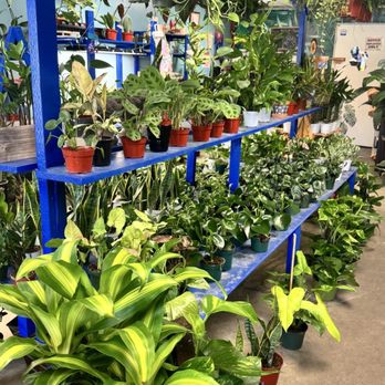 Fresh Indoor Plants - Indoor Landscaping Near Me - Ontario, California
