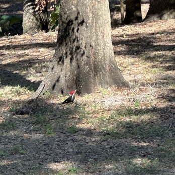Bonnet Springs Park - Big pileated woodpecker - Parks Near Me - Lakeland, Florida Bonnet Springs Park - Big pileated woodpecker - Parks Near Me - Lakeland, Florida
