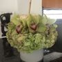 Photo of Amazing Flowers Miami