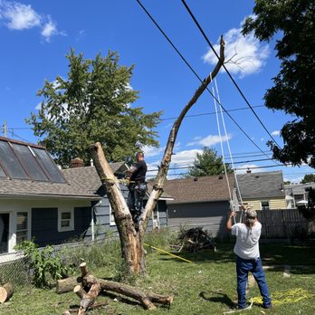 Pennington’s Tree Service - Tree removed by Penningtons tree service - Tree Services Near Me - Columbus, Ohio