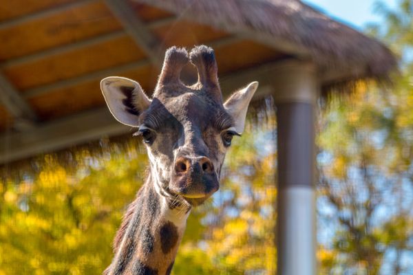 Roger Williams Park Zoo by null