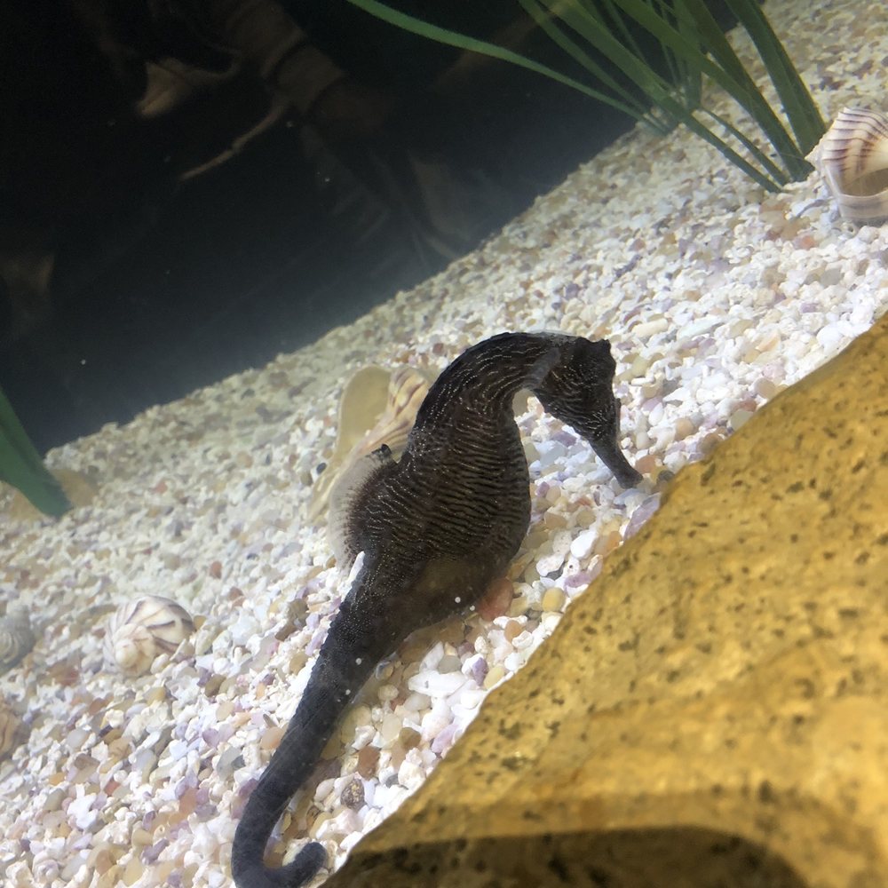 Texas State Aquarium - Aquariums Near Me - Corpus Christi, Texas Texas State Aquarium - Aquariums Near Me - Corpus Christi, Texas