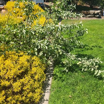 Capital Arborists Inc - fallen tree - Tree Services Near Me