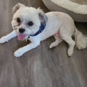 Club Mutt - Pet Groomers Near Me - Chino, California