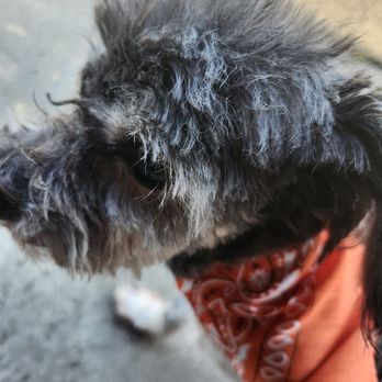 Googa Pet Grooming - A hot mess! - Pet Groomers Near Me - Covina, California Googa Pet Grooming - A hot mess! - Pet Groomers Near Me - Covina, California